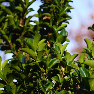 Euonymus japonicus 'Green Spire' (5)